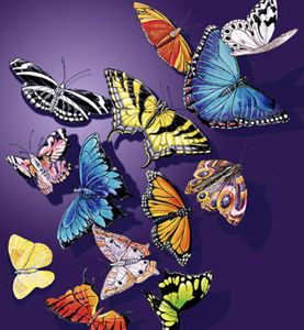 Adult XL Butterfly Splash Shirt