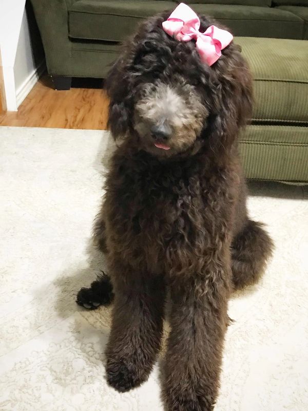 This is Dakota, our registered, 45lb, Moyen golden doodle. She is such a sweetheart. 