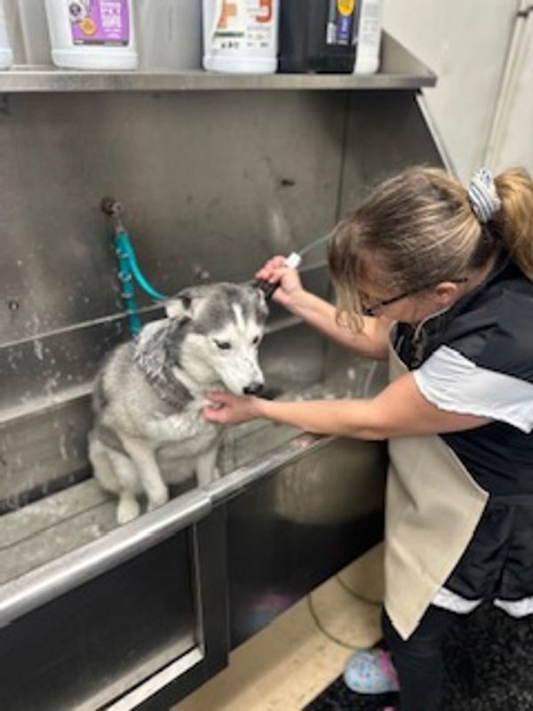 Husky, bathing 