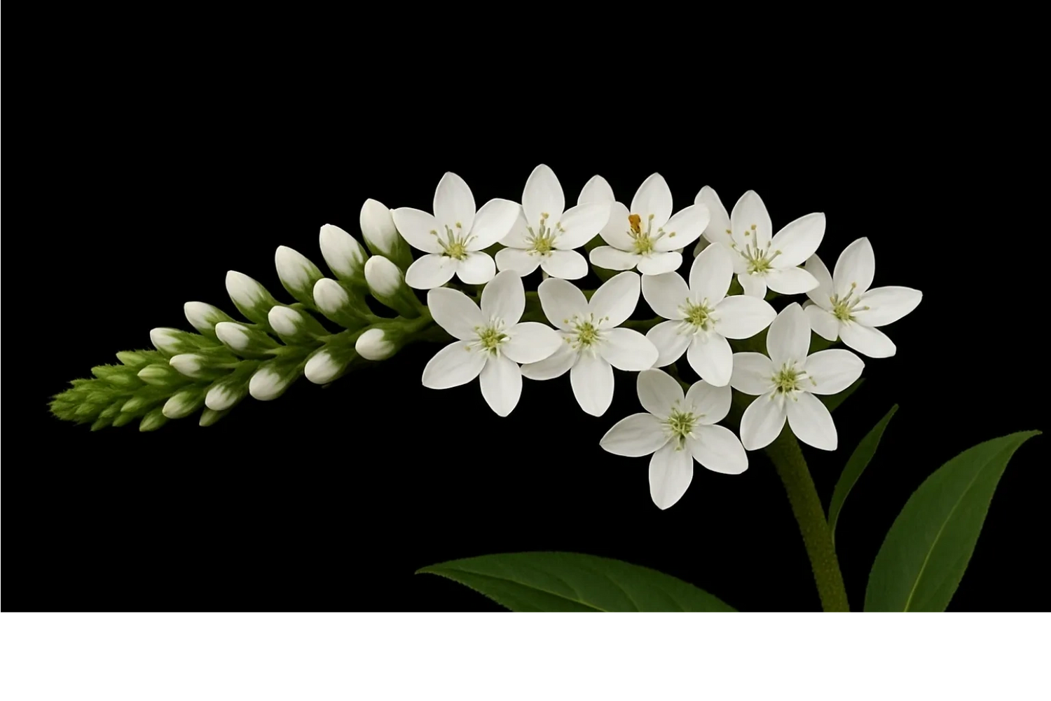 Cluster of delicate white flowers with green leaves on a black background.