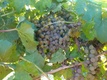 Canyon Vineyard and Events