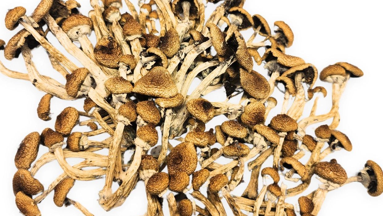 A photo of our first flush, the Psilocybe Cubensis Golden Teacher. Dried and tested, these are curre