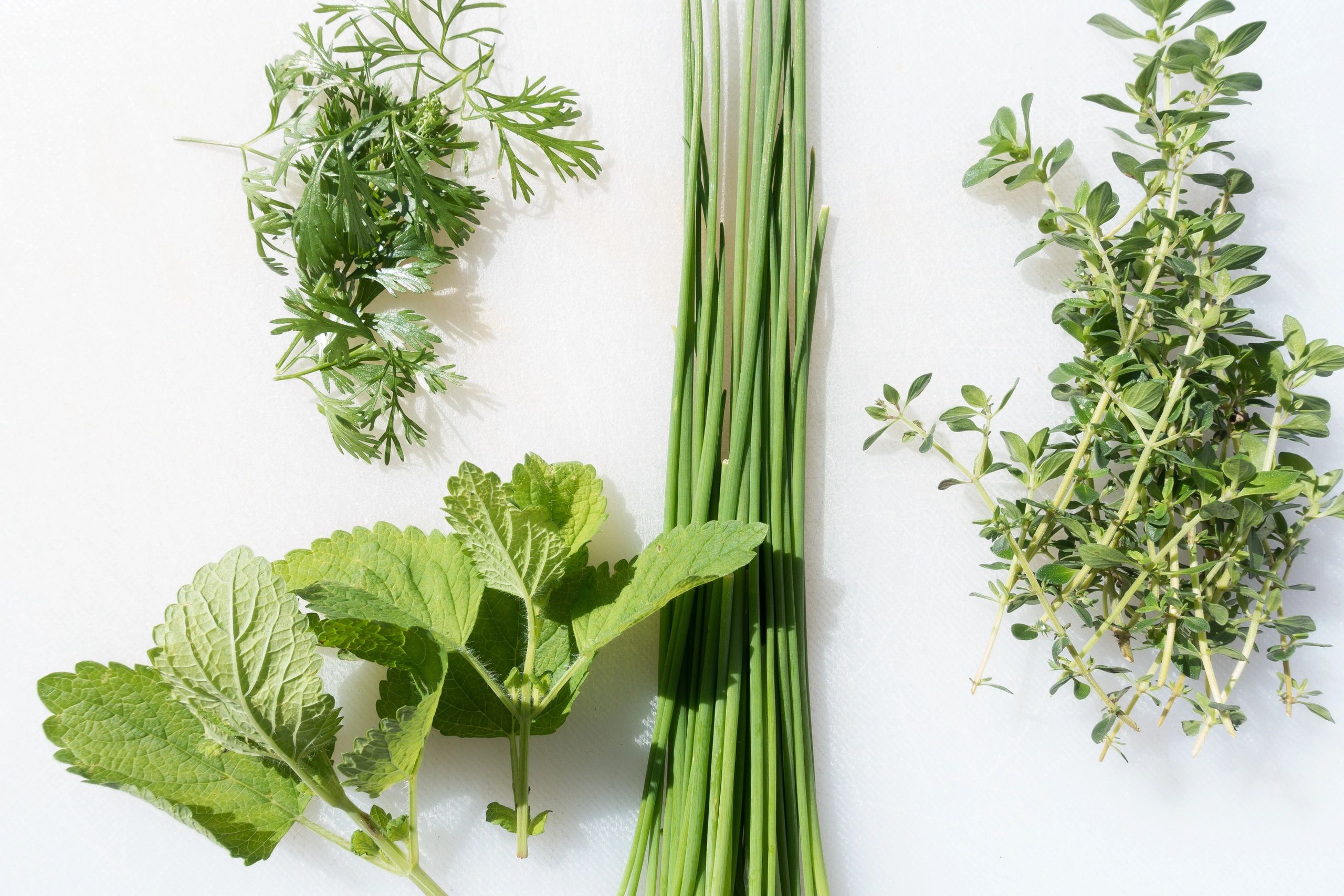 Herbalist Herbs Healing Medicinal Traditional Medicine Physic Garden