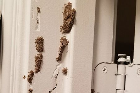 Subterranean termite swarming tubes