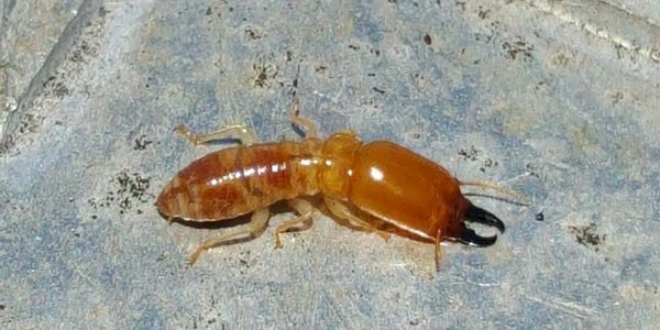 Termite Soldier