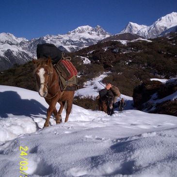 A horse carrying supplies walks through snowy mountains with people behind.
