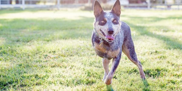 Texas Cattle Dog Rescue Heeler Rescue, Australian Cattle Dog Rescue ...