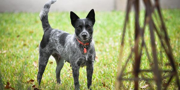 blue heeler dog