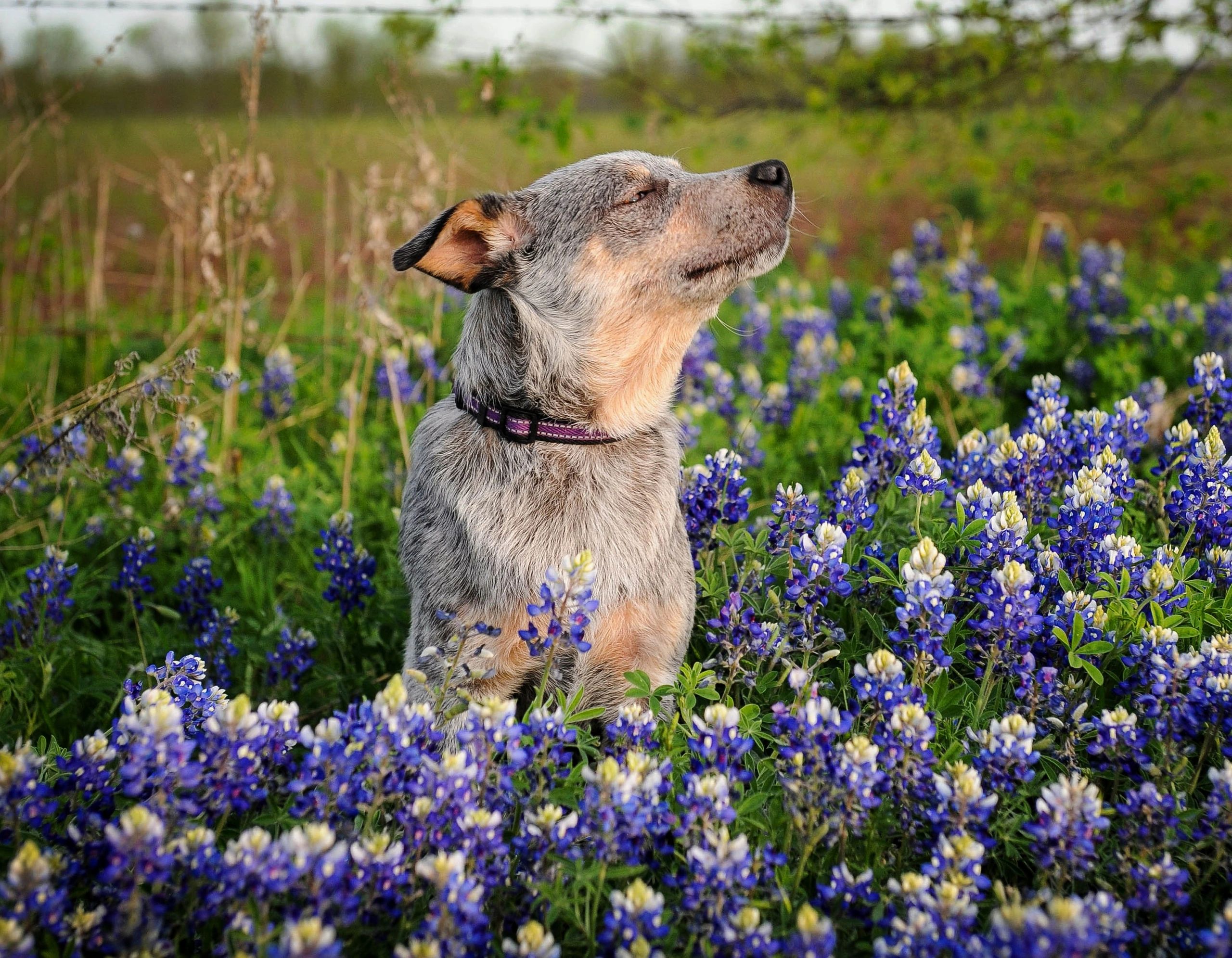 blue heeler rescue houston