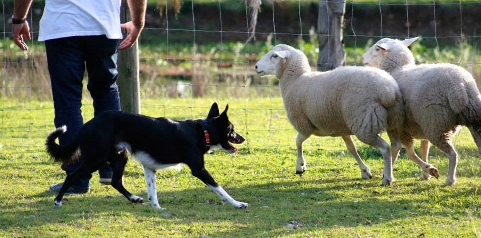 Border collie herding sheep.