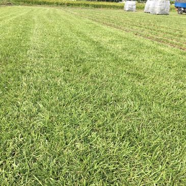A freshly mowed green field with stacks of wrapped hay bales and a blue tractor in the background.