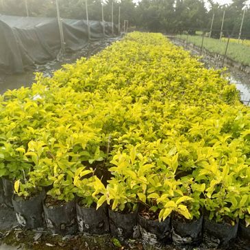 Rows of young yellow-green plants in black nursery bags.