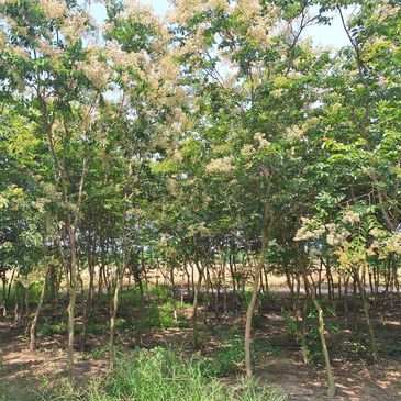 A dense grove of small flowering trees under a clear sky.