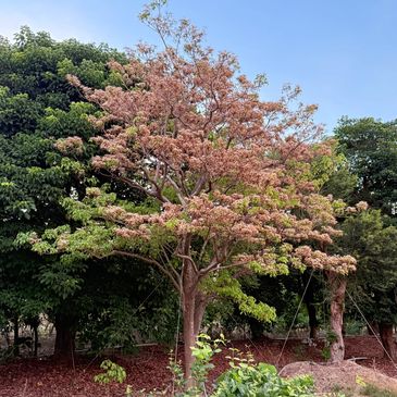 Tree with pinkish blossoms supported by wires among green foliage under clear sky.