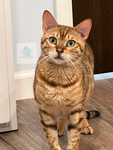 Mama: Jenny 4G brown bengal