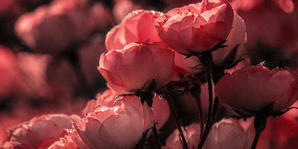 Close-up of pink roses with soft lighting and shadows.