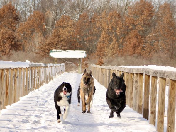 Three dogs running on a snowy wooden bridge.