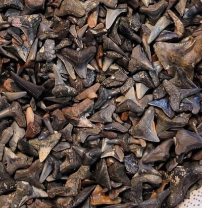 A pile of fossilized sharks teeth found on Venice Beach, Florida.