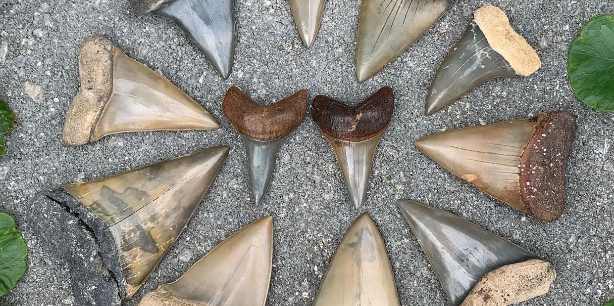 Authentic Fossil Shark Teeth for Sale - Found in Florida