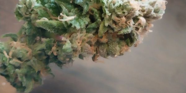 A freshly trimmed Nug.