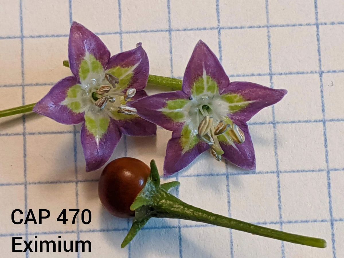 Capsicum Eximium Cap 470