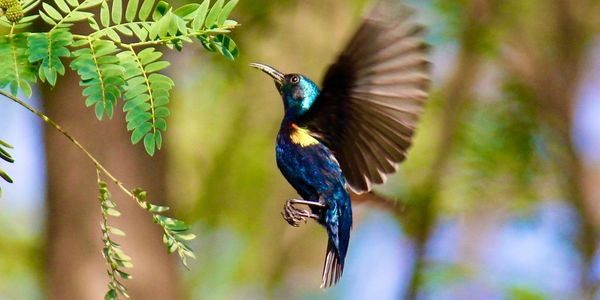 A vibrant blue bird hovers near green leaves with wings spread wide.