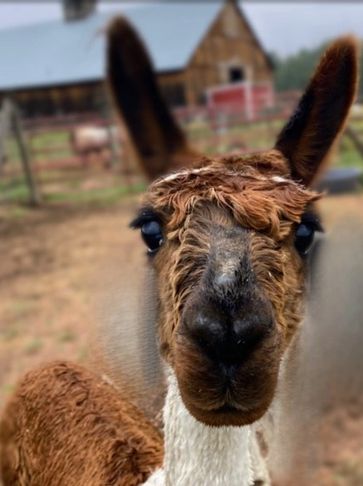 StillPointe Llama Sanctuary is a top-rated nonprofit