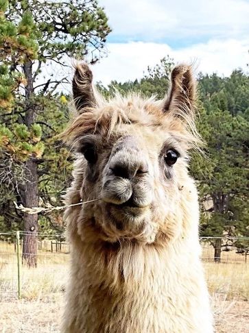 StillPointe Llama Sanctuary is a top-rated nonprofit