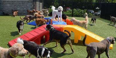 Puppy Paradise Recycled Plastic Dog Park Play Equipment