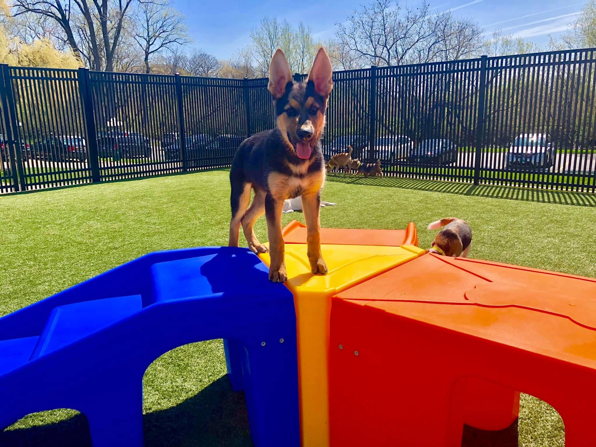 Puppy Playground - Puppy Playground, Dog Park, Dog Play Equipment