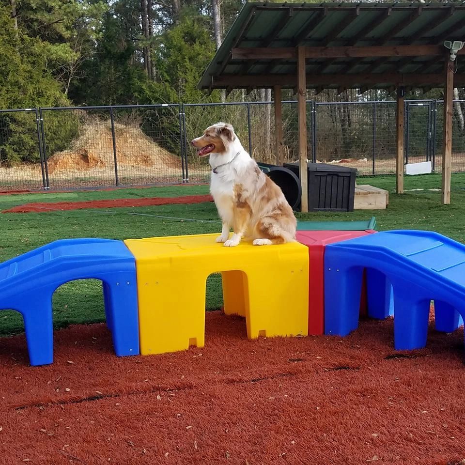 Outdoor Dog Exercise Equipment