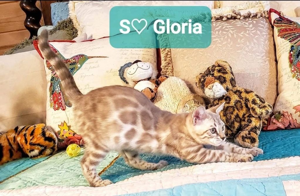 A spotted cat stretching on a colorful bed with stuffed animals.