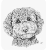 Coastal Portidoodles