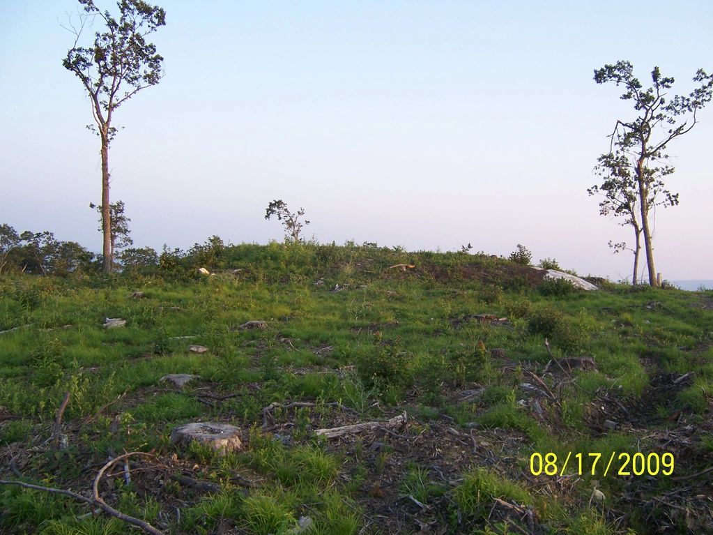 A grassy hill with sparse trees under a clear sky.