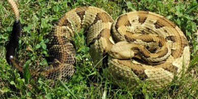 A snake coiled in the grass.