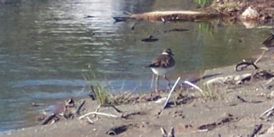 A bird stands near the water on a sandy shore.