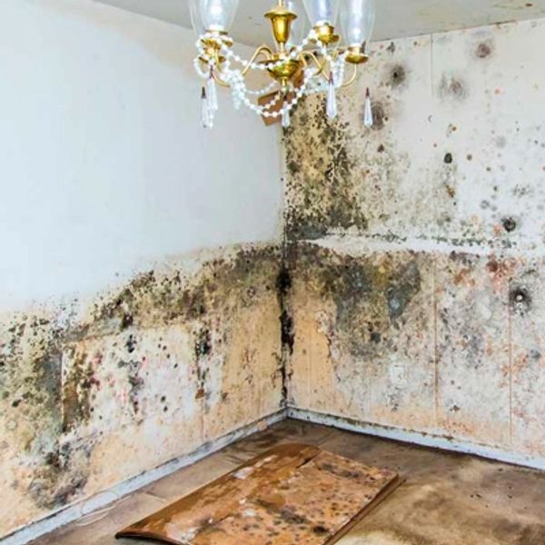 Mold remediation image