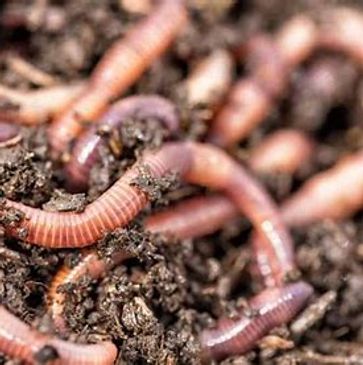 LIVE WORMS
