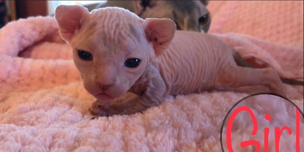 Sphynx Kittens for Sale - Bingle's Sphnyx