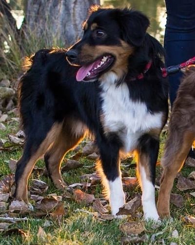 Purchase Info | Warren's Colorado Mini Aussies