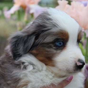 Mini Aussie Puppies - Warren's Colorado Mini Aussies