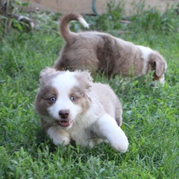 Mini Aussie Puppies - Warren's Colorado Mini Aussies
