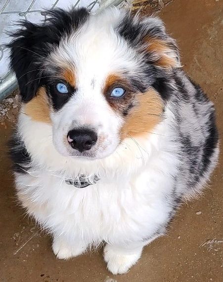 miniature shepherd puppies for sale