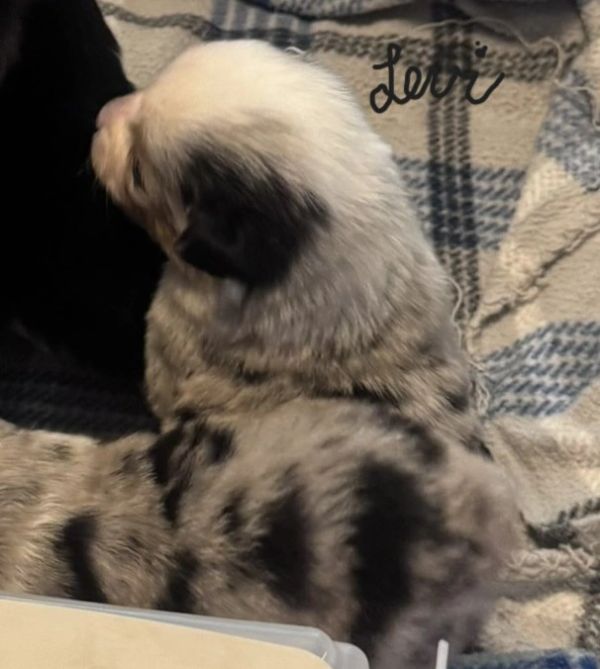 Two fluffy puppies lying on a blanket.