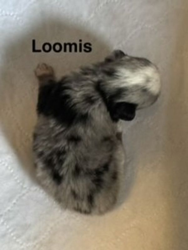 A newborn puppy named Loomis with black and gray fur.