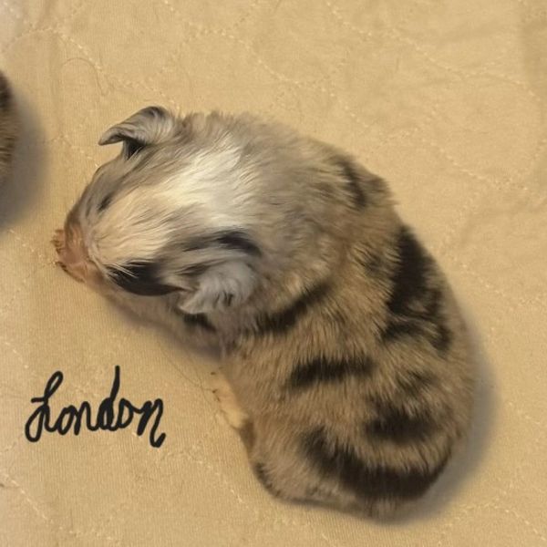 Fluffy puppy named London lying on a beige surface.