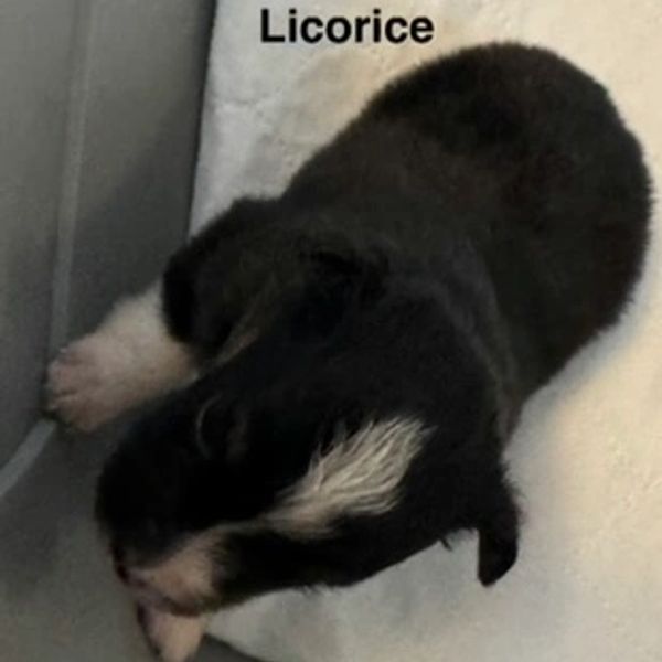 A black and white puppy named Licorice.