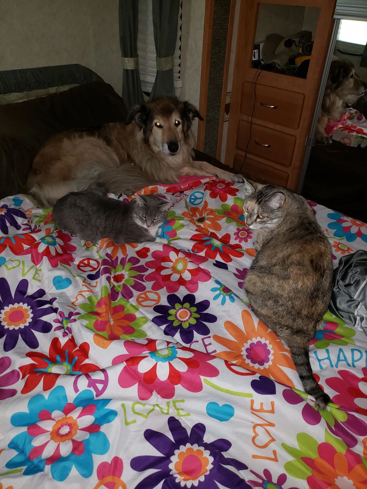 two cats and a dog on an adventure two cats and a dog on an adventure