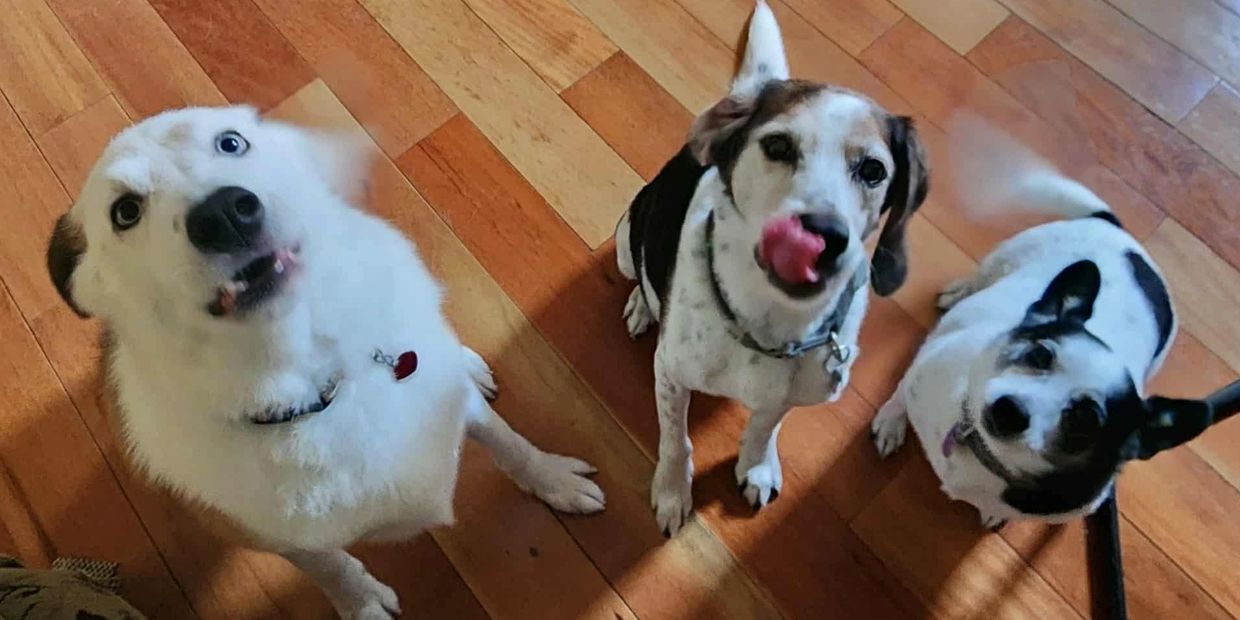 Three excited dogs with wagging tails on a wooden floor.