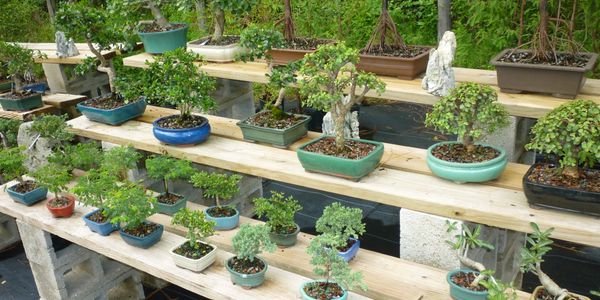 Trees for Sale